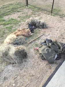 Пограничники поймали нескольких браконьеров в Щёлкино и у мыса Фонарь