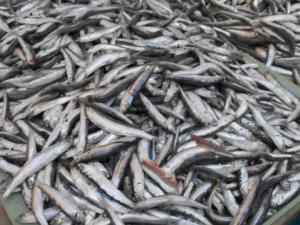 Хамса с земли: В Керчи объявили войну нелегальным продавцам рыбы