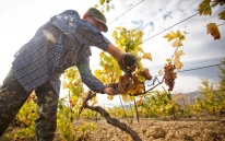 Урожай винограда в Крыму составил 67 тыс тонн