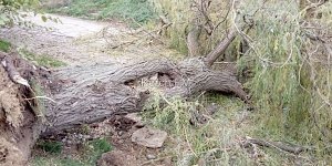 В Керчи упало дерево и целиком перекрыло дорогу