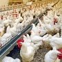 Ветеринары потребовали провести исследование на грипп у птиц из частной фермы в Крыму