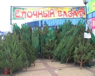 В столице Крыма начали работу ёлочные базары