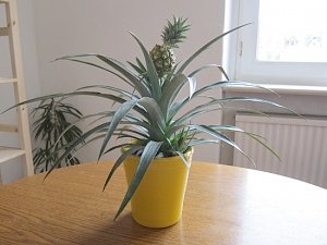 Экзотика на подоконнике: как вырастить в квартире ананас