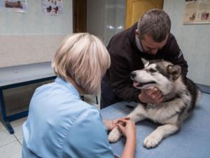 В общем в городах и районах Крыма оказывают услуги по лечению животных 69 ветеринарных специалистов