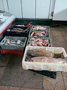 Пять тонн недоброкачественной рыбы обнаружили крымские пограничники в одном из грузовиков