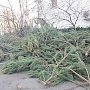 Куда сдать новогоднюю елку в Крыму?