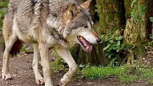 В крымских горах одолели украинских волков