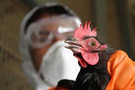 Россельхознадзор Крыма предупреждает: птичий грипп в Южном федеральном округе