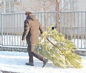 Что будет с новогодними елками в Крыму?