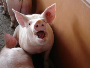 Пять нарушений ветеринарного законодательства при содержании свиней установили в Белогорском районе