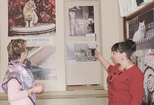 Фотовыставку про кошек представили в Центре инклюзивной культуры Севастополя