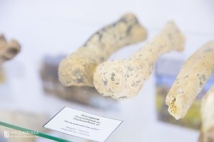 В КФУ открылась экспозиция из останков животных, которые найдены в пещере «Таврида»
