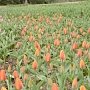Парад тюльпанов в Никитском ботсаду откроется 10 апреля