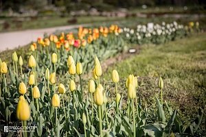 В Ботаническом саду КФУ расцвели тюльпаны