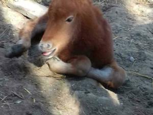 Пони Диана из Бахчисарайского зоопарка стала мамой