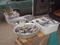Предприниматель в Черноморском районе торговал рыбой без маркировки