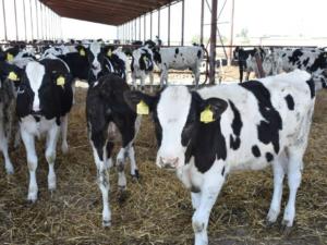 Рюмшин: С 2014 по 2018 год поголовье племенных коров в Крыму выросло почти в трижды