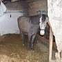 Инспекторы выявили в Белогорском районе незарегистрированное поголовье лошадей