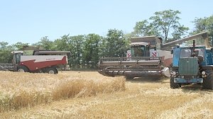 Урожайность зерновых в Сакском районе – почти 28 ц/га