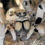 В Крыму постояльцев отеля перепугал огромный паук, поедающий мышь