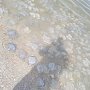 Массовый выброс медуз на востоке Крыма — естественное природное явление, — специалист