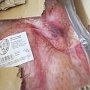 Почти 50 тонн мяса неизвестного происхождения распространили в Крыму