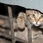 В Севастополе урегулирован вопрос создания приюта для бездомных животных