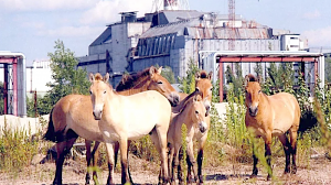 В Чернобыльской зоне похвастались прибавлением популяции лошади Пржевальского