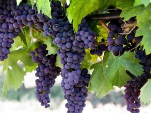 Виноделы Крыма имеют возможность получить субсидии на развитие бизнеса