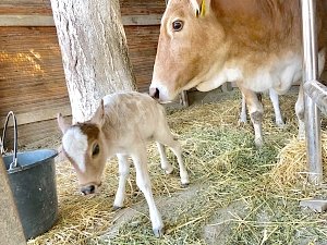 В одном из зоопарков Крыма родился теленок у карликовой коровы Зебу