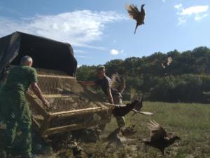 В Крыму выпустили фазанов в охотничьи угодья