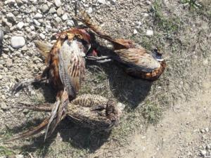 В Бахчисарайском районе задержали браконьеров с тремя тушками фазанов