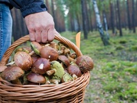 Феодосийцам напомнили об опасности употребления дикорастущих грибов
