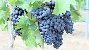В Крыму убрали почти весь виноград