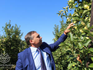 Валовый сбор плодово-ягодной продукции составил более 78 тысяч тонн, — Рюмшин