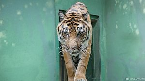 Известный зоозащитник едет в Крым разбираться, что происходит в сафари-парке «Тайган»