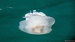 На крымское побережье выбросило множество мертвых медуз
