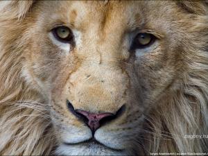 Зубков считает, что спаривание львов на глазах у детей — это нормально