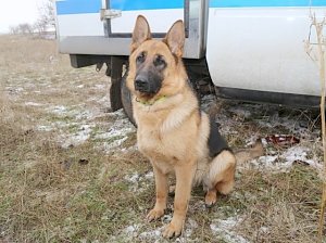 В Симферополе пес помог поймать щипача