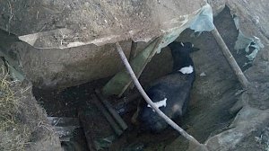 В Кировском районе спасатели достали из ямы корову