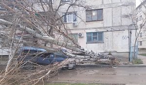 В Севастополе ветер повалил тополь на автомобиль