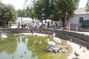 Симферопольский зооуголок собираются расширить на 2 гектара и привлечь к их уборке машины