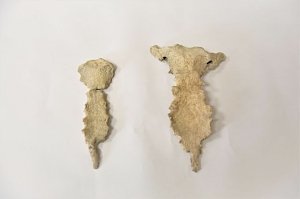 В Херсонесе откопали останки мужчины со «вторым скелетом»