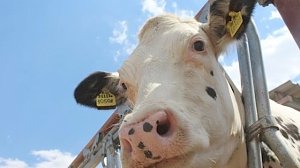 Крымским коровам дали 29 млн рублей