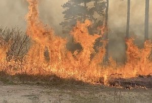 На территории Симферопольского лесничества тушат лесной пожар