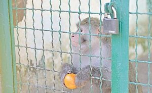 Чем кормят животных симферопольского зооуголка на карантине