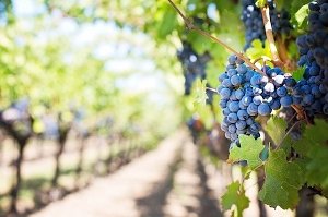Как ухаживать за виноградной лозой летом