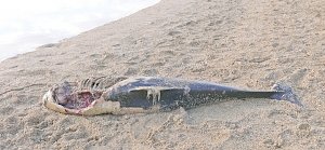 Почему у побережья Крыма гибнут дельфины