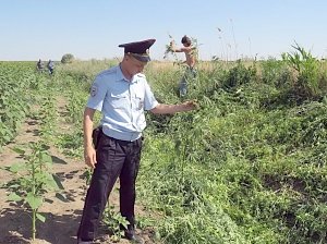 В Крыму правоохранители занялись поиском незаконных посевов мака и конопли