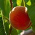 В Агротехнологической академии созрел урожай персиков